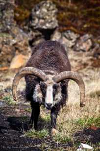 Icelandic Ram-9407-2